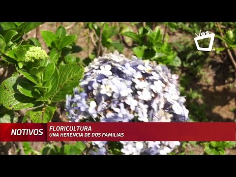 Floricultura, una herencia de dos familias nicaragüenses