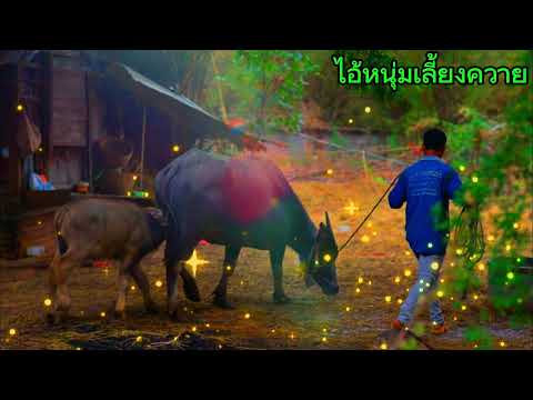ไอ้หนุ่มเลี้ยงควาย-ยิ่งยงยอ