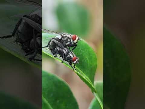 ธรรมชาติแมลงวันผสมพันธ์ุ