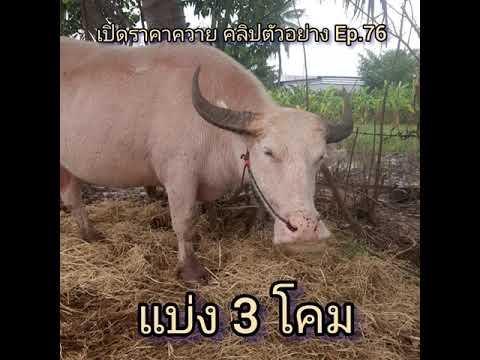 เปิดราคาควาย-คลิปตัวอย่าง-Ep.7 เปิดราคาควาย-คลิปตัวอย่าง-Ep.7