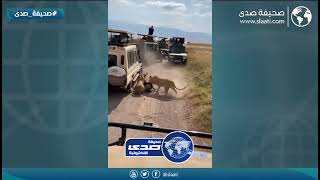 إفتراس مرعب امام سُواح