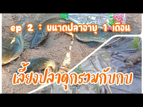 ep-2-:-เลี้ยงปลาดุกรวมกับกบ-อา ep-2-:-เลี้ยงปลาดุกรวมกับกบ-อา