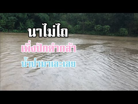 เพิ่งดำนาฝนก็มาจนน้ำป่าหลากเ