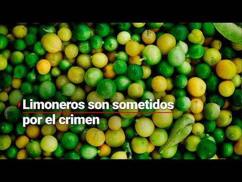 #ENTREVISTA | Limoneros han sido sometidos por el crimen y desde entonces los precios han SUBIDO