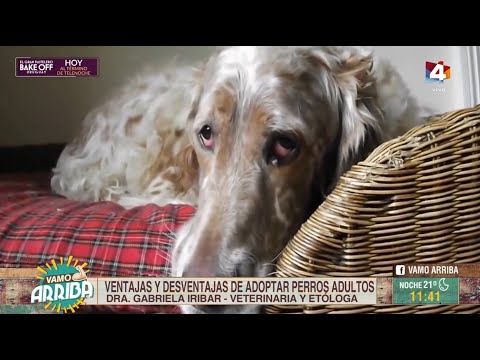 Vamo Arriba - Ventajas y desventajas de adoptar perros adultos