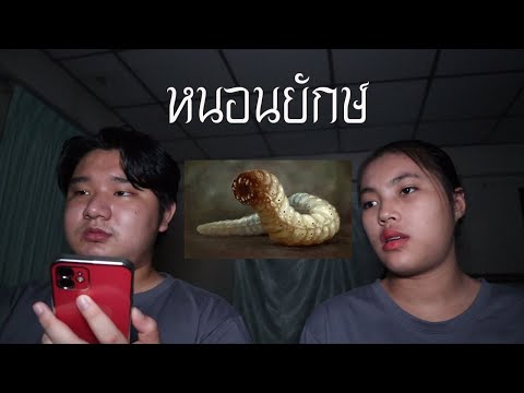 พวกเราซื้อ-หนอนยักษ์-มาจาก-Dar พวกเราซื้อ-หนอนยักษ์-มาจาก-Dar