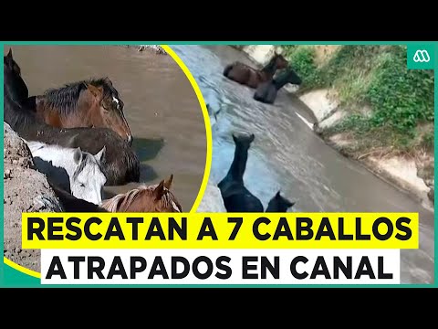 Rescatan a siete caballos atrapados en un canal: Los vecinos se unieron para sacarlos