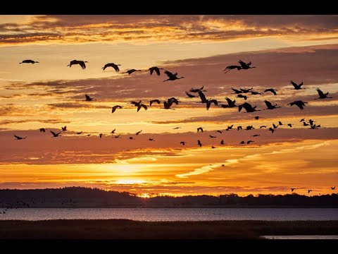 Día Mundial de las Aves Migratorias: Una de cada diez especies podría desaparecer