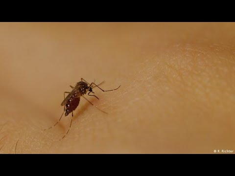 Repuntan los casos de dengue y neumonía en León