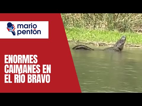 Captan enorme caimán en el Río Bravo. EEUU y Mexico acuerdan cambios duros en la frontera