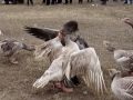 Разведение гусей: Русские бойцовые гуси- гусинные бои