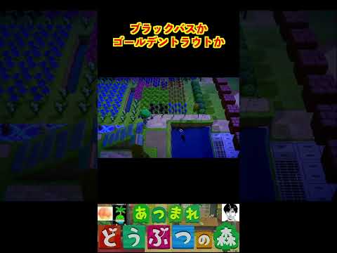 ブラックバスかゴールデントラウトか #あつまれどうぶつの森 #shorts #あつ森
