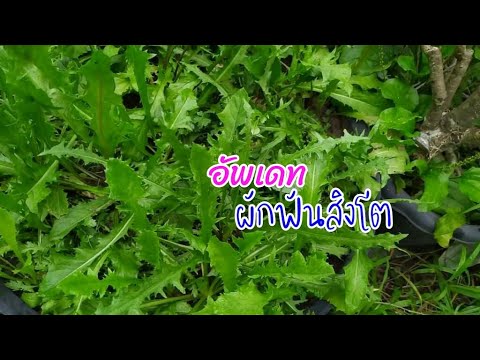 EP3-อัพเดทผักฟันสิงโต-ที่ขยายอ EP3-อัพเดทผักฟันสิงโต-ที่ขยายอ
