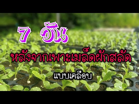 7วันหลังจากเพาะเมล็ดผักสลัด