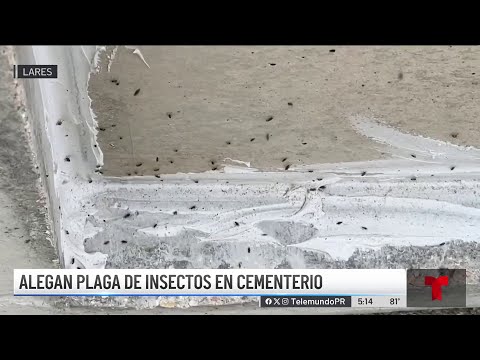 Denuncian plaga de insectos en cementerio de Lares