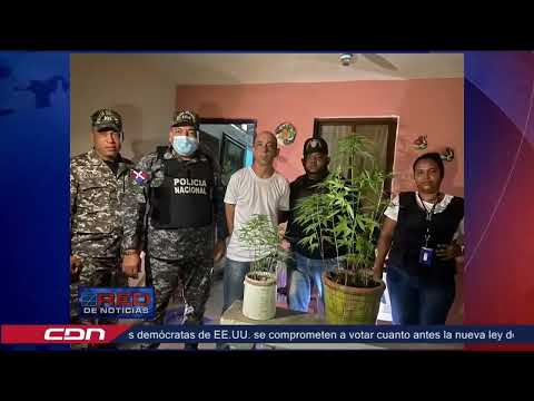 Autoridades decomisan en residencia varias plantas de marihuana en Montecristi