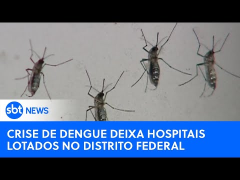 Surto de dengue lota unidades hospitalares no Distrito Federa l #SBTNewsnaTV (29/01/24)