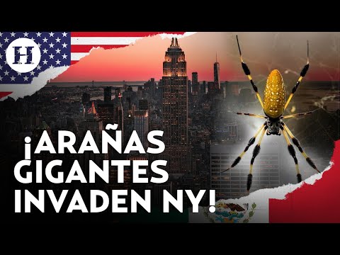 ¿Son peligrosas? Estados Unidos emite alerta por invasión de araña joro en Nueva York