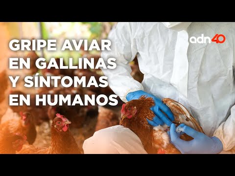 Influenza Aviar, estos son los síntomas en los humanos