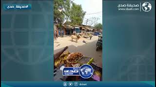 ثور يقتل مسن