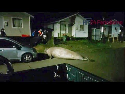 Vecinos filman a un elefante marino arrastrándose por las calles en Chile