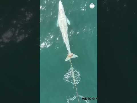 Una joven ballena gris enredada en una red desaparece en la costa norte de California