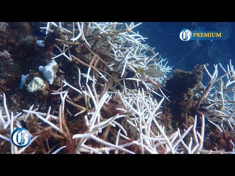 SOS for Reefs: Navigating the Caribbean’s Coral Bleaching Emergency