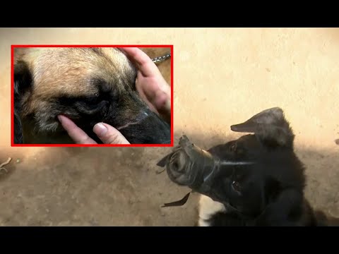 ¡Indignante! Mujer alimenta a sus mascotas con perros vivos