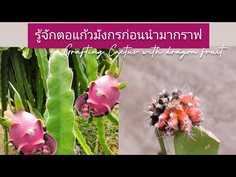 รู้จักตอแก้วมังกรก่อนนำมากราฟ- รู้จักตอแก้วมังกรก่อนนำมากราฟ-