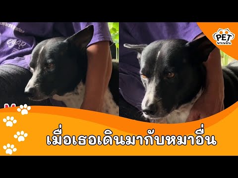 เมื่อเธอเดินมากับคนอื่น|Pet