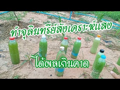 ทำจุลินทรีย์สังเคราะห์แสง-นึกว ทำจุลินทรีย์สังเคราะห์แสง-นึกว