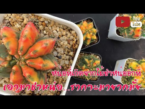 🌵หน่อที่เกิดจากไม้ชำหน่ออีกที. 🌵หน่อที่เกิดจากไม้ชำหน่ออีกที.