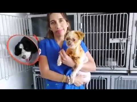 Mascotas rescatadas en Villa El Salvador se recuperan en veterinaria