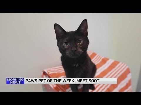 PAWS Pet of the Week: Soot