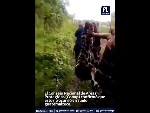 Conap desmiente supuestos videos de caza de un jaguar y una pantera en Petén
