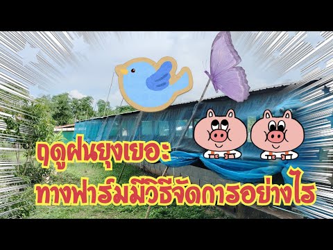 ฤดูฝนยุงเยอะ...ทางฟาร์มมีวิธีจ