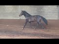 Dressage horse TORNADO VAN T GESTELHOF v. GLAMOURDALE