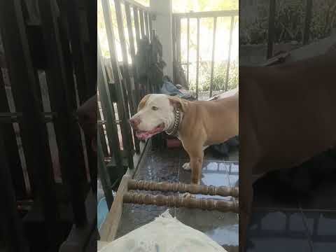 grandchampionmonster