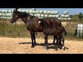 حصان الفروسية Expressief bewegende zwartbruine merrie
