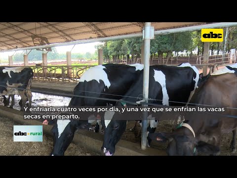 Como enfriar a las vacas lecheras para lograr mayor producción
