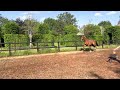 Paard Chique veelbelovende 3 jarige ruin te koop van Blue Horse Fifty Cent