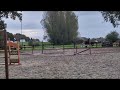Show jumping horse 6J Tangelo vd Zuuthoeve KWPN spring merrie