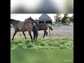 Dressage horse Scotch (Florida TN x Davino VOD)