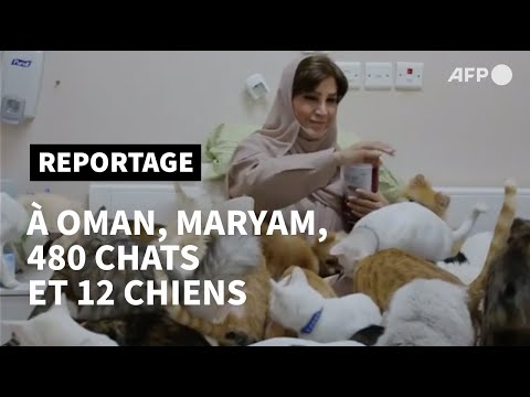 A Oman, la femme aux 500 chats | AFP