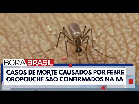 Brasil registra primeiras mortes por febre oropouche na Bahia