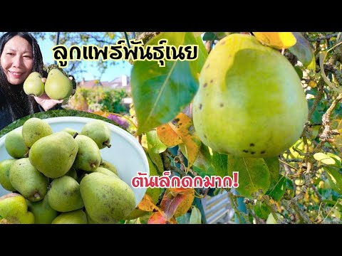 เก็บลูกแพร์🍐พันธุ์เนยในสวนให้ห