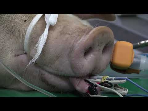 Costa Rica prueba ventilador en cerdos para posible uso en pacientes con coronavirus