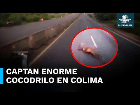 Cocodrilo detiene el tráfico en plena carretera Manzanillo-Colima