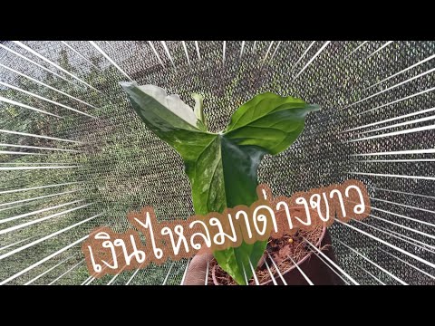 เปิดกล่องต้นไม้-เงินไหลมาด่างข เปิดกล่องต้นไม้-เงินไหลมาด่างข