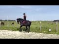 Dressage horse Prachtige 5 jarige merrie
